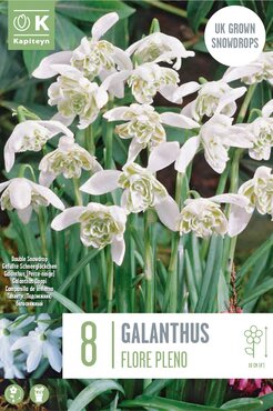 Galanthus Flore Pleno (Snowdrops)