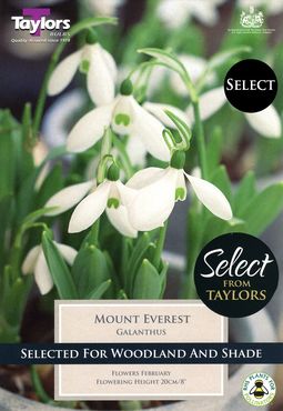 Galanthus Mount Everest (Snowdrops) x 5