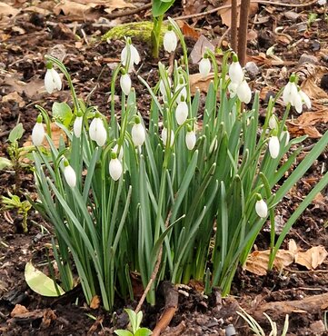 Galanthus Nivalis (Snowdrops) Potted Bulb 1 Litre