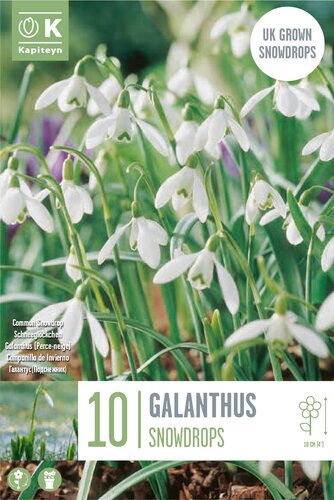 Galanthus Nivalis (Snowdrops)