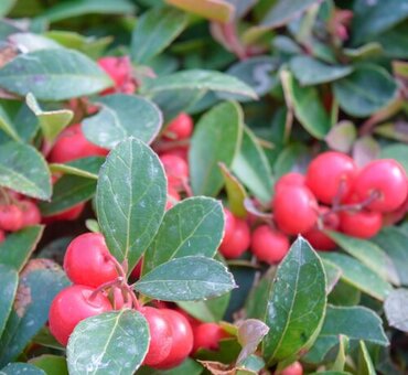 Gaultheria Big Berry 10.5cm