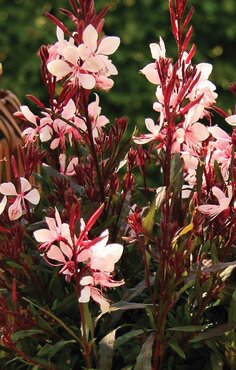 Gaura Gaudi Pink 3 Litre