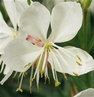 Gaura Gaudi White 2 Litre