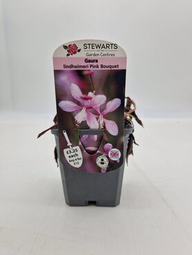 Gaura Lindheimeri Pink Bouquet 9cm