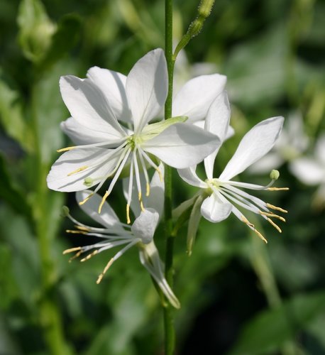 Gaura Papillon 3 Litre