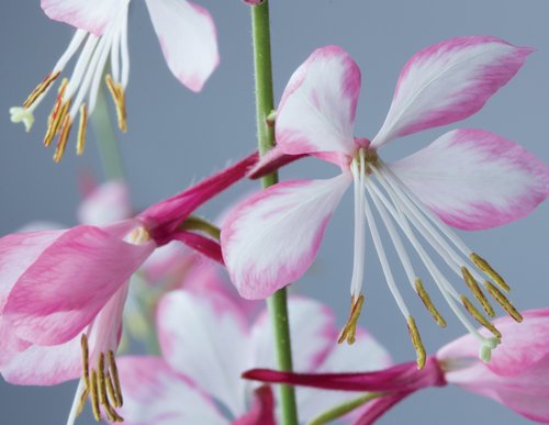 Gaura Rosy Jane 3 Litre