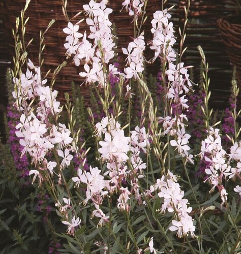 Gaura Whirling Butterflies 3 Litre