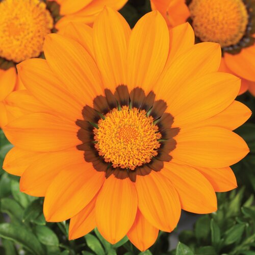 Gazania Big Gazoo Orange with Ring Jumbo 6 Pack