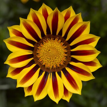 Gazania Big Kiss Yellow Flame Jumbo 6 Pack