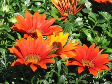 Gazania Bronze Jumbo Six Pack