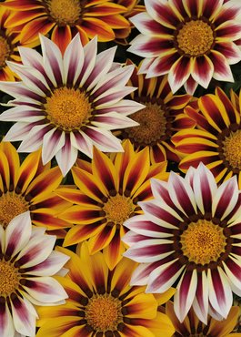 Gazania Daybreak Tiger Stripe Mixed 7cm