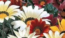 Gazania Frosty Kiss Mix Jumbo Six Pack