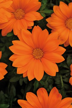 Gazania Orange Six Pack