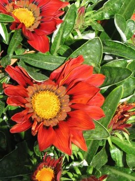 Gazania Red Jumbo Six Pack