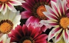 Gazania Strawberry Sundae Six Pack - Stewarts Garden Centre