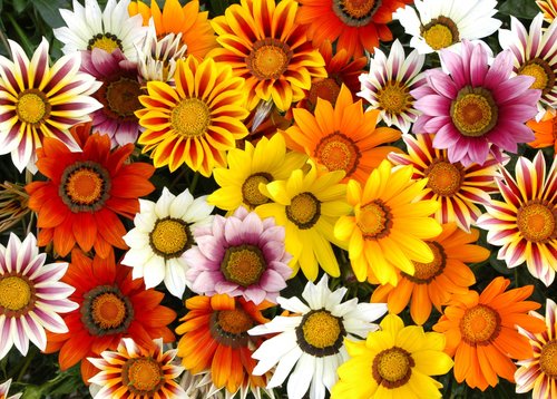 Gazania Sunburst Mixed 20 plug pack