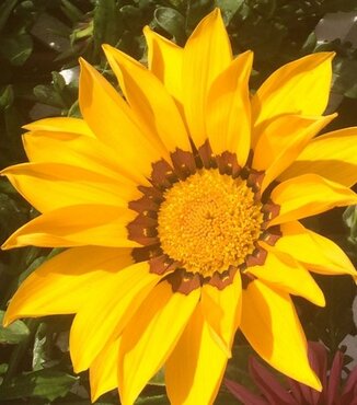 Gazania Yellow Jumbo Six Pack