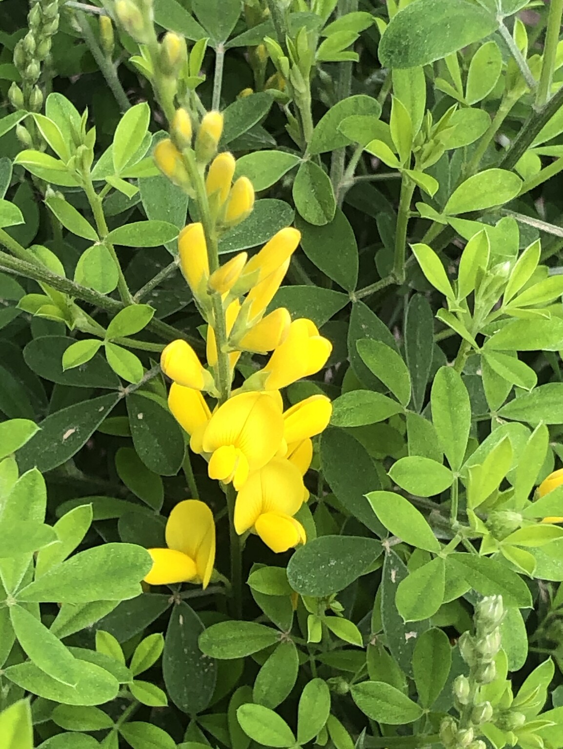 Genista Maderensis 5 Litre - Stewarts Garden Centre