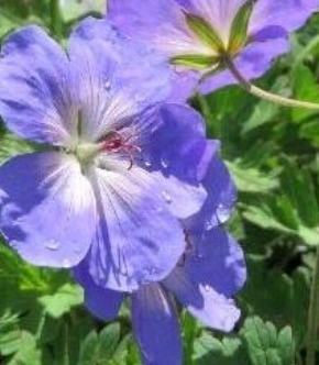 Geranium Azure Rush 2 Litre