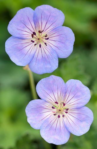 Geranium Azure Rush 3 Litre