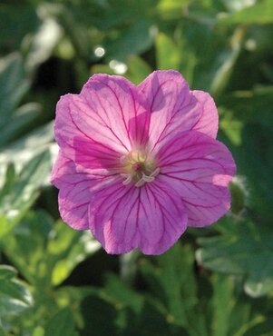 Geranium Blushing Turtle 2 Litre - image 2