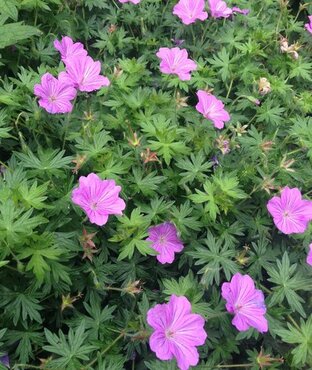 Geranium Blushing Turtle 2 Litre - image 1