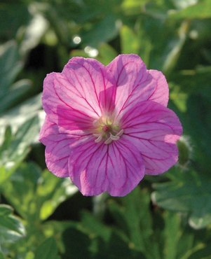 Geranium Blushing Turtle 3 Litre - image 2