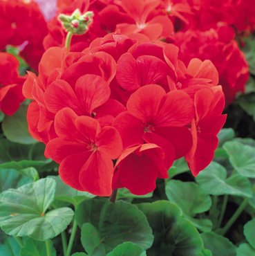 Geranium Bright Red 20 plug pack