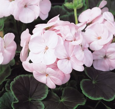 Geranium Bulls Eye Light Pink Plug