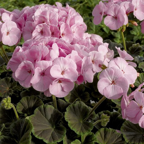 Geranium Bullseye Pink Jumbo Six Pack