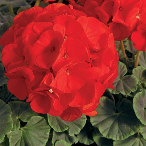 Geranium Bullseye Red Jumbo Six Pack