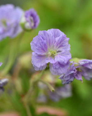 Geranium Cloud Nine 3 Litre