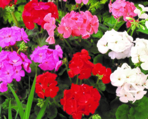 Geranium Colorama Mixed 7cm