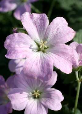 Geranium Dreamland 3 Litre