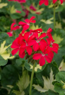 Geranium Zonal Happy Thought Red Premium Plug