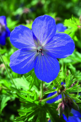 Geranium 'Johnson's Blue' 2 Litre