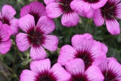 Geranium Jolly Jewel Purple 2 Litre