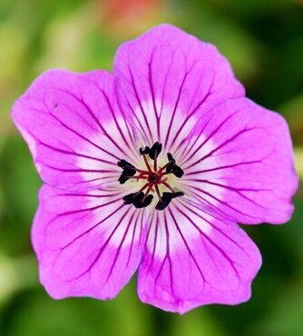 Geranium Kelly Anne 3 Litre