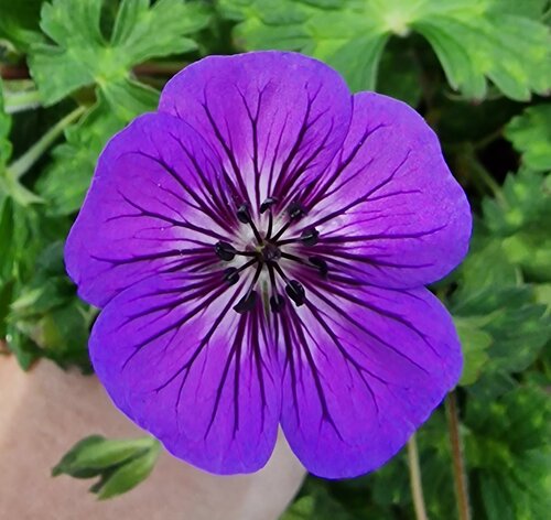 Geranium Mary Anne 2 Litre