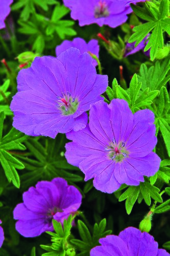 Geranium 'Max Frei' 2 Litre