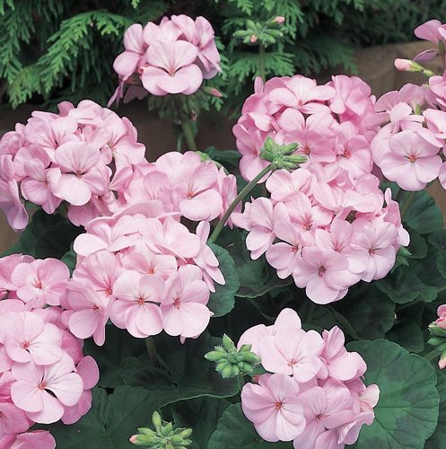 Geranium New Century Appleblossom 7cm