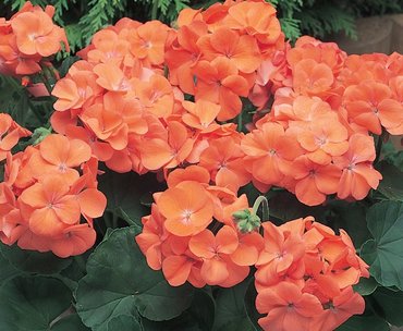 Geranium New Century Orange 7cm