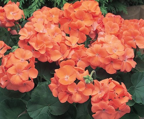 Geranium New Century Orange Plug