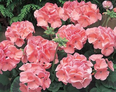 Geranium New Century Salmon 7cm