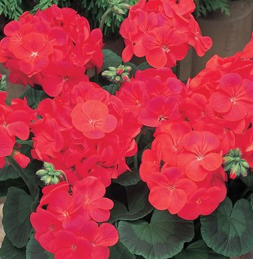 Geranium New Century Scarlet 7cm