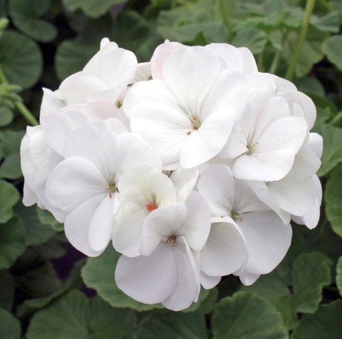 Geranium New Century White 7cm