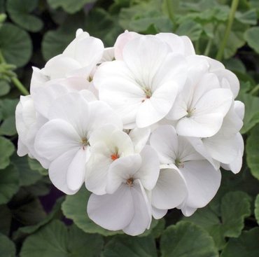 Geranium New Century White Plug