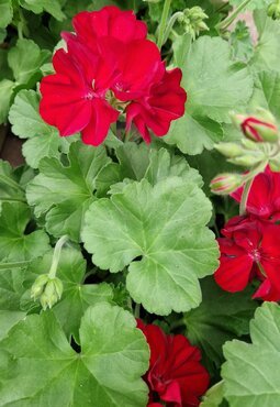 Geranium Planter 6 Litre - image 4