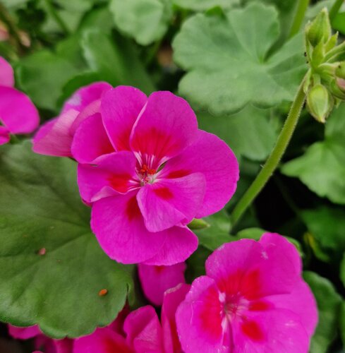 Geranium Planter 6 Litre - image 3