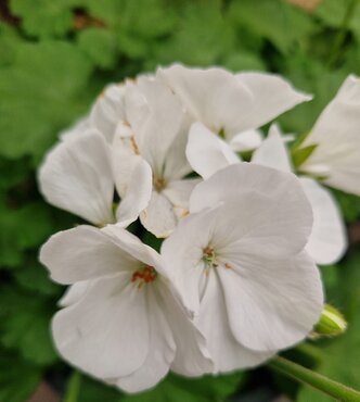 Geranium Planter 6 Litre - image 2